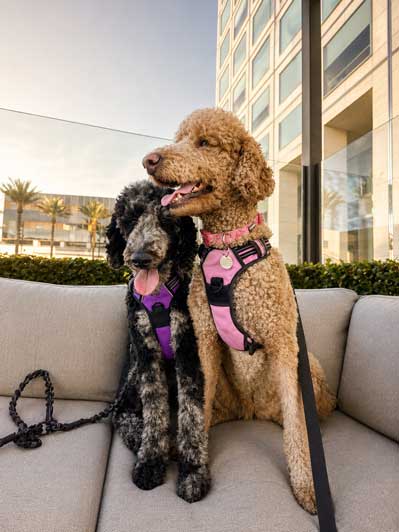 Two-Dogs - Precision Educational Diagnostics Photo of two dogs